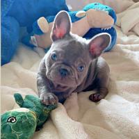 French Bulldog