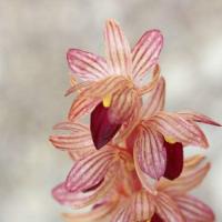 LCApplingPhotoArt - Botanical Photography & Gifts
