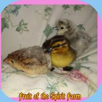 Fruit of the Spirit Farm