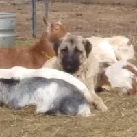 Magic Dragon Anatolians