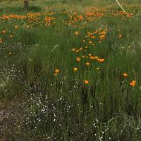 Local Mountain Folks in NE Fresno County Areas