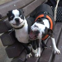 Boston Terriers