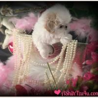 AKC Shih Tzu Puppies