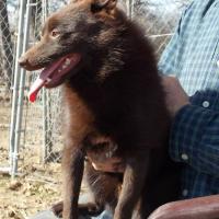 Schipperkes for Adoption in the U.S.A.