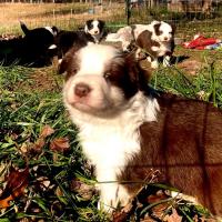 Border Collies available in the USA