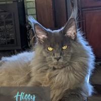 Maine Coon Cats of Alabama/ Hissy Fit Cattery