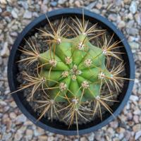 Cactus Lovers