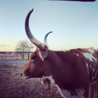 Texas Longhorns