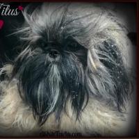 Shih Tzu Lovers ??