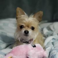 Scruffy Dog Report