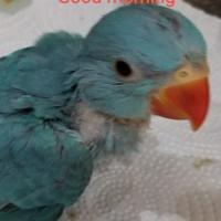 Tiny Feathers and Baby Beaks Aviary Of Texas