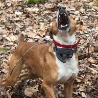 Mountain Feist Squirrel dog