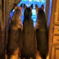 German Shepherd Owners