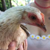 Chicken Coop and Chicken Poop