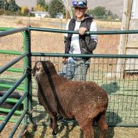 Sheep for shepherds and hopefuls