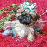 Blessed's Shih Tzu