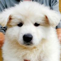 Berger Blanc Suisse for Sale