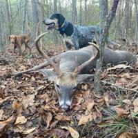 South Carolina deer dogging