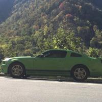 Green Mustangs