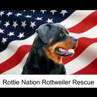 Rottie Nation Rottweiler Rescue