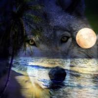 Gods Wolves Wild and Beautiful ?