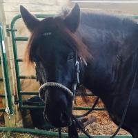 Kentucky Farm livestock and equipment