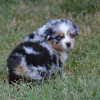 Australian Shepherds & Aussiedoodles