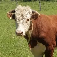 Texas Farm and Ranch in Golden Crescent