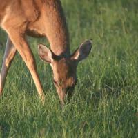 Arkansas natural light