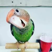 Baby Beaks Aviary