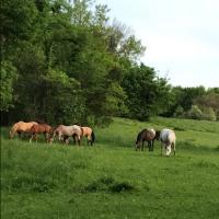 Eastern Iowa Horses and Tack For Sale