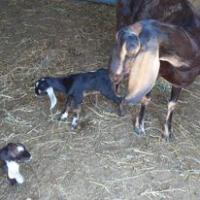 Texas Homesteaders