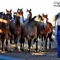 Over The Hill Horsewomen