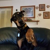 Doberman pinscher lovers