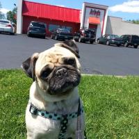 In Memoriam Of Larry The Pug