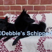 Schipperke Puppies for Sale - AKC/UKC Registered