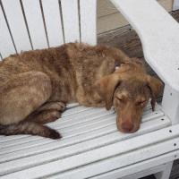 Chesapeake Bay Retriever