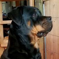 Highland Rottweilers