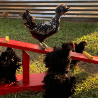 Chicken and water fowl fanciers