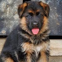 German Shepherds for Sale