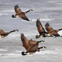 Platte Valley Waterfowl