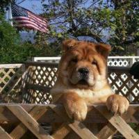All about Chow Chows