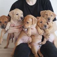 Pitbull Puppy For Adoption