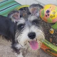 Friends of Schnauzer Breed