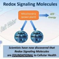 CellSoma health rejuvenated at the cellular level!
