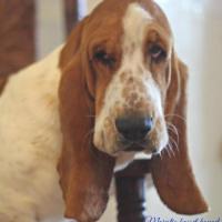 Majestic Desert Basset Hounds