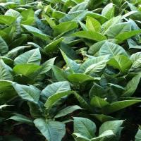 Let's Talk Tobacco: The Backyard Tobacco Farmer