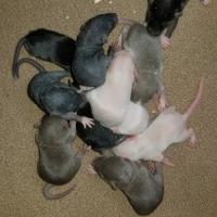 Feeder Rats of Cedartown Ga