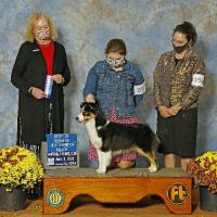 Wynd Sky Miniature American Shepherds