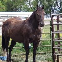 Idaho Hancocks and Blue Valentine Horses